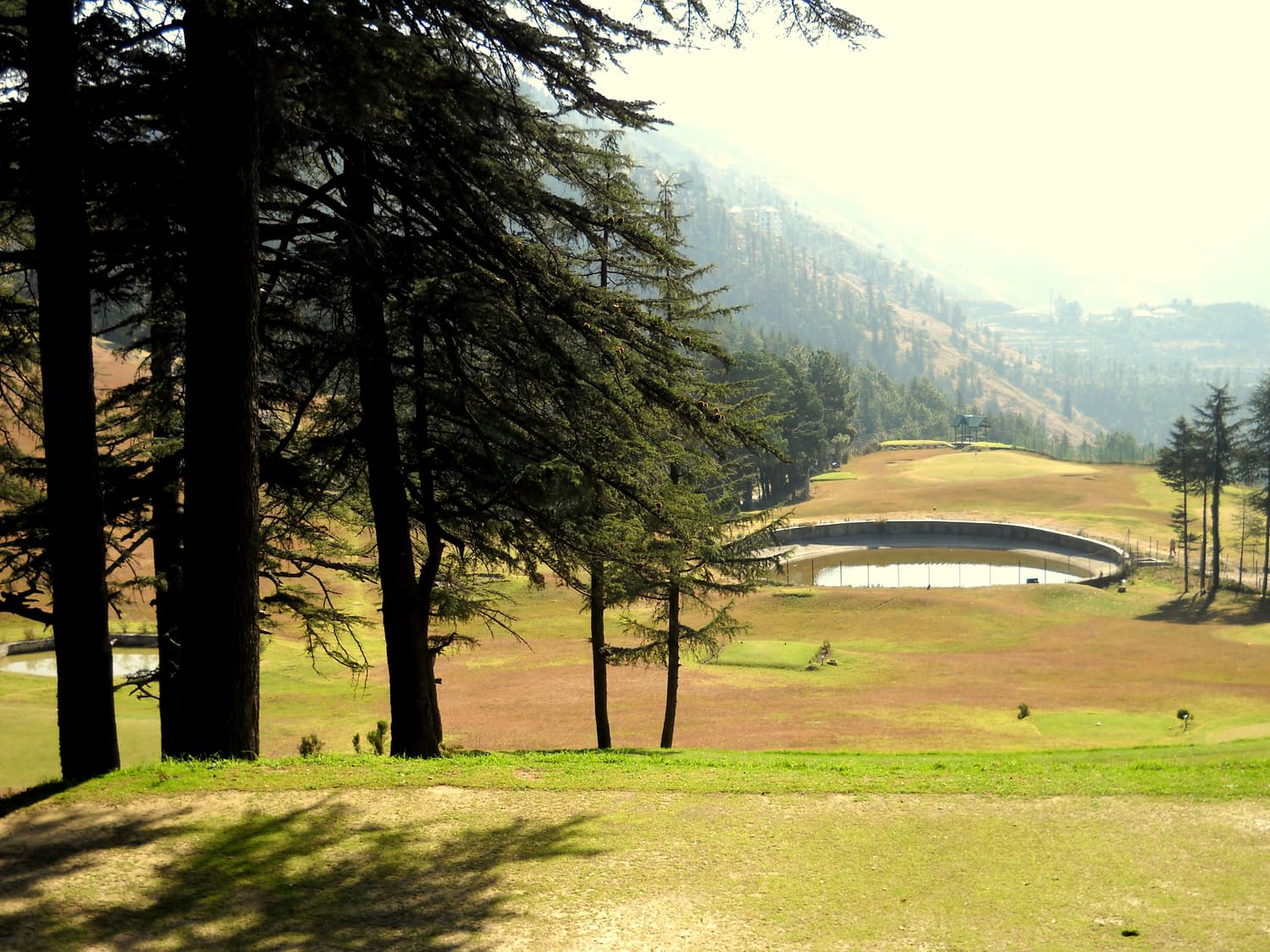 The golf course at Naldehra, a sunlit meadow framed by tall deodar trees