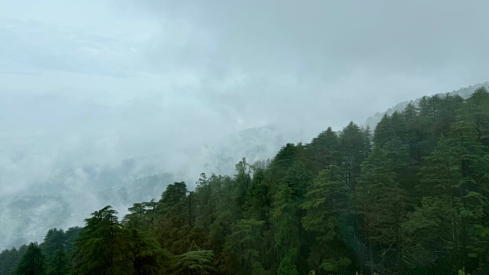 Tall deodar forest on a misty monsoon hillside near Shimla